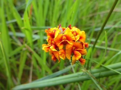 Dillwynia cinerascens, photographed by Kiri Bee