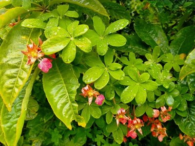 Tropaeolum speciosum, photographed by John Barkla