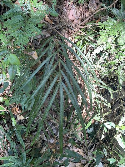 Pteris longipinna, photographed by 呂一起(Lyu yi-chi)