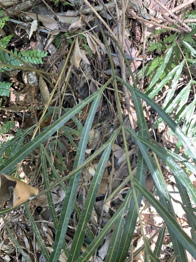 Pteris longipinna, photographed by 呂一起(Lyu yi-chi)