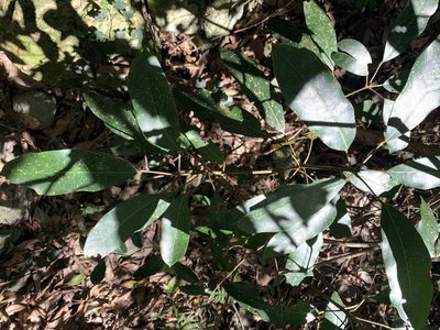 Daphniphyllum pentandrum, photographed by 呂一起(Lyu yi-chi)