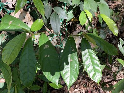 Ficus nervosa, photographed by 呂一起(Lyu yi-chi)