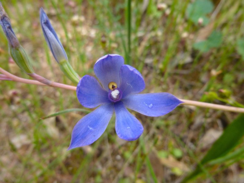 Thelymitra megacalyptra, photographed by Kiri Bee