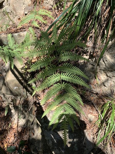 Pteris biaurita, photographed by 呂一起(Lyu yi-chi)
