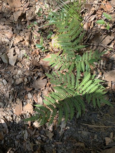 Pteris longipes, photographed by 呂一起(Lyu yi-chi)