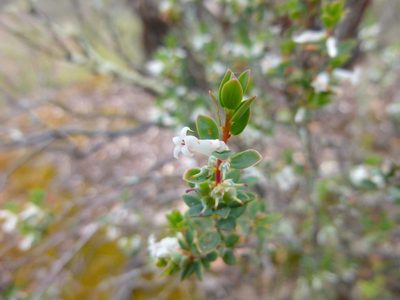 Brachyloma daphnoides, photographed by Kiri Bee