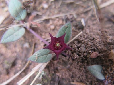 Ceropegia modestantha, photographed by Suvarna Parbhoo Mohan