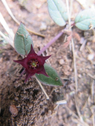 Ceropegia modestantha, photographed by Suvarna Parbhoo Mohan