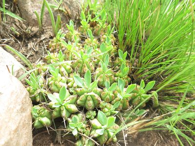 Euphorbia pulvinata, photographed by Suvarna Parbhoo Mohan