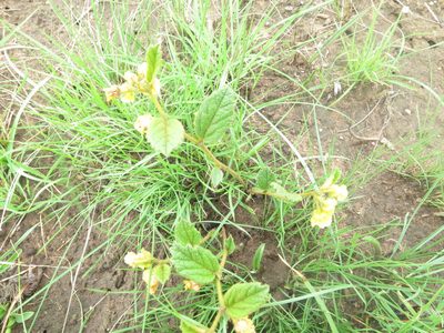 Hermannia sandersonii, photographed by Suvarna Parbhoo Mohan