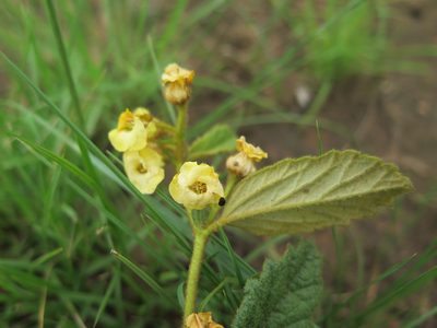 Hermannia sandersonii, photographed by Suvarna Parbhoo Mohan