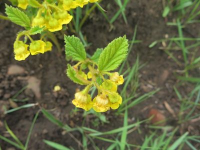 Hermannia sandersonii, photographed by Suvarna Parbhoo Mohan
