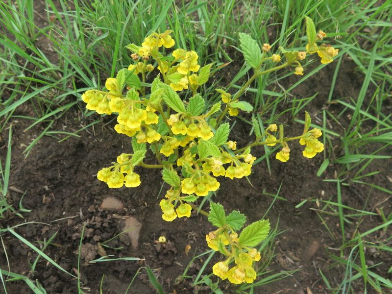 Hermannia sandersonii, photographed by Suvarna Parbhoo Mohan
