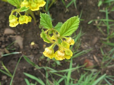 Hermannia sandersonii, photographed by Suvarna Parbhoo Mohan