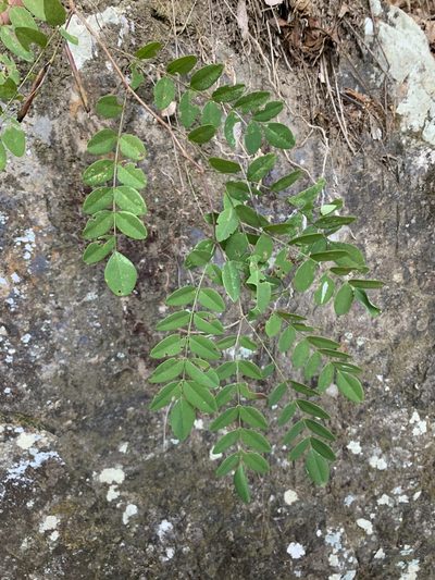 Indigofera venulosa, photographed by 呂一起(Lyu yi-chi)