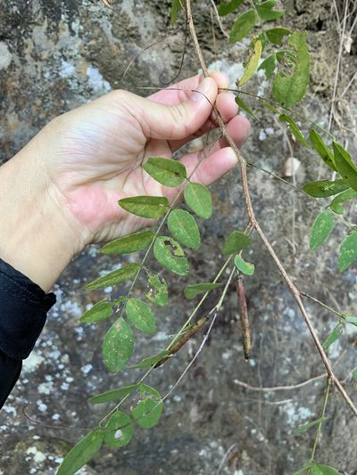 Indigofera venulosa, photographed by 呂一起(Lyu yi-chi)