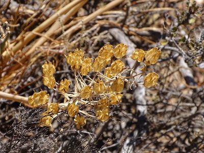 Albuca canadensis, photographed by Shaun Swanepoel