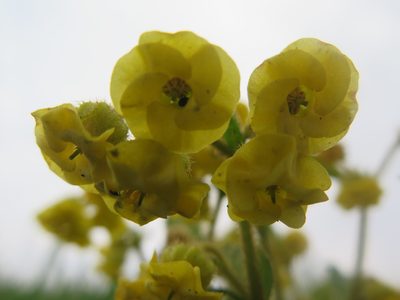 Hermannia sandersonii, photographed by Suvarna Parbhoo Mohan