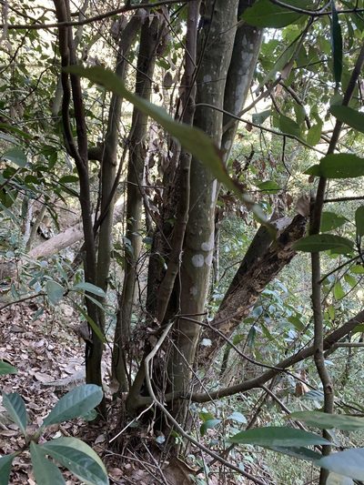 Lithocarpus taitoensis, photographed by 呂一起(Lyu yi-chi)