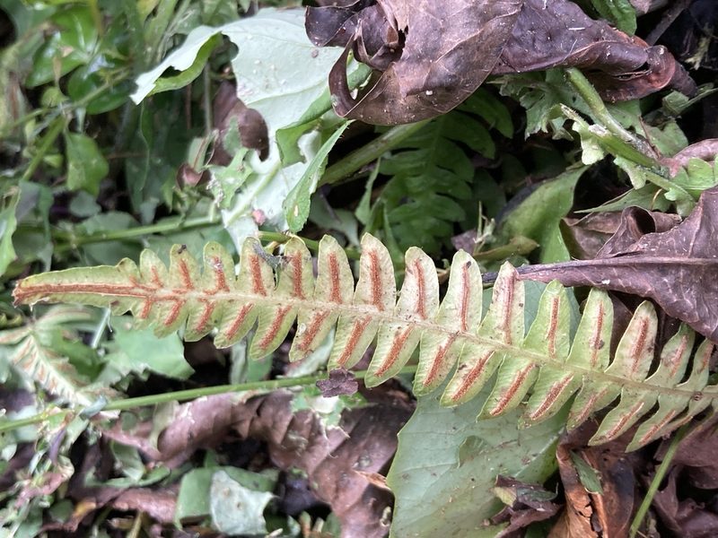 Blechnum asplenioides, photographed by julianazuluaga-carrero