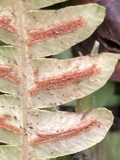 Blechnum asplenioides, photographed by julianazuluaga-carrero