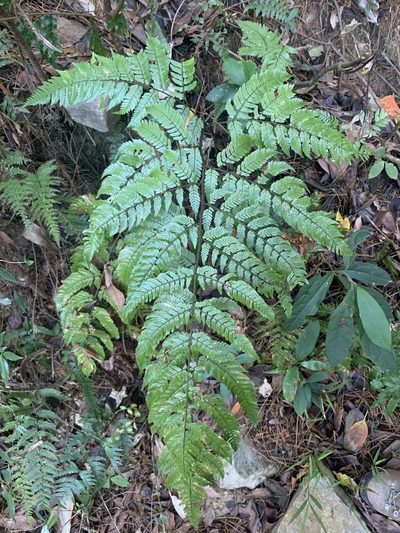 Dryopteris sordidipes, photographed by 呂一起(Lyu yi-chi)