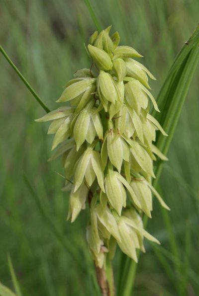 Eulophia foliosa, photographed by Alan Manson