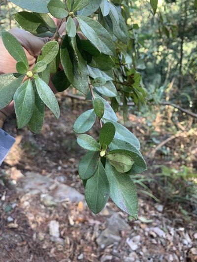 Rhododendron breviperulatum, photographed by 呂一起(Lyu yi-chi)