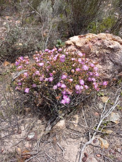 Drosanthemum parvifolium, photographed by kevin koen