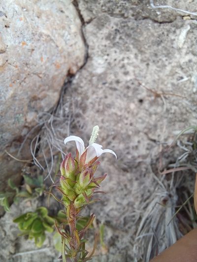 Roella spicata, photographed by kevin koen