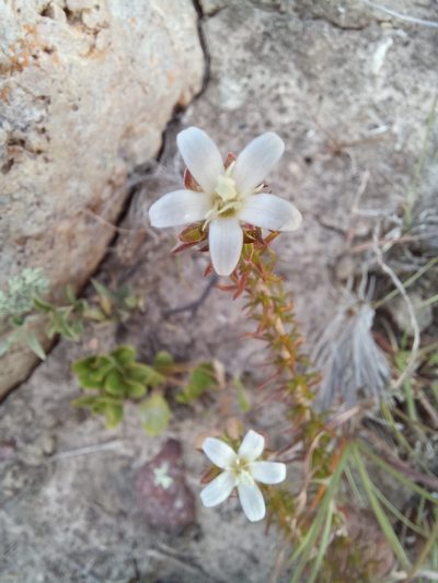 Roella spicata, photographed by kevin koen