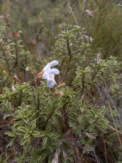 Salvia muirii, photographed by kevin koen
