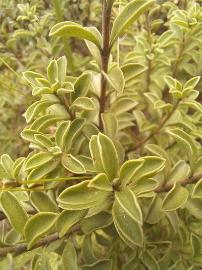 Salvia muirii, photographed by kevin koen