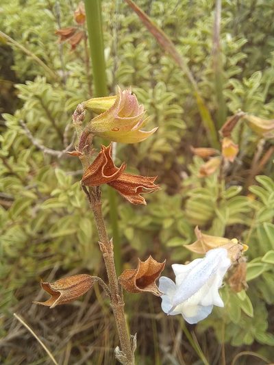 Salvia muirii, photographed by kevin koen