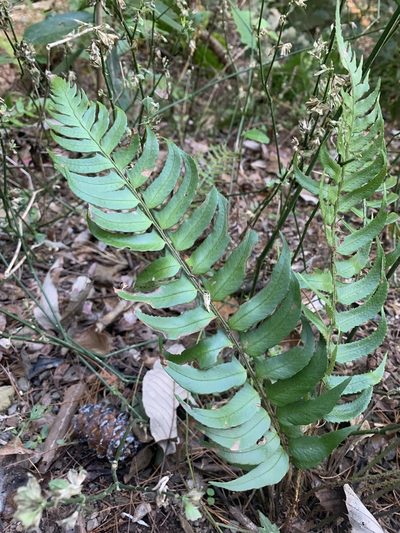 Polystichum lepidocaulon, photographed by 呂一起(Lyu yi-chi)