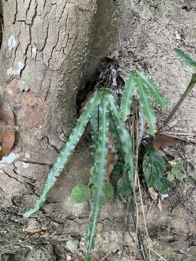 Pteris longipinna, photographed by 呂一起(Lyu yi-chi)
