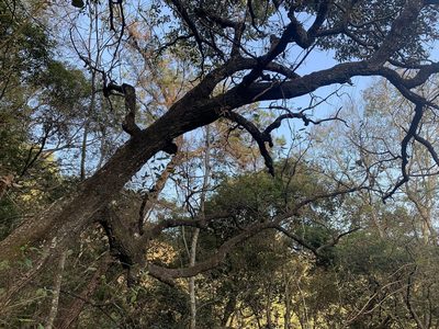 Quercus variabilis, photographed by 呂一起(Lyu yi-chi)