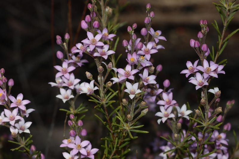 Philotheca spicata, photographed by T. Hammer