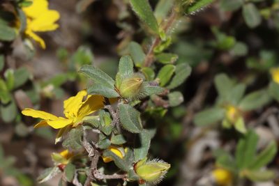 Hibbertia semipilosa, photographed by T. Hammer