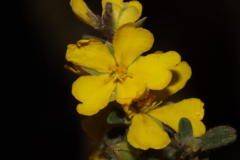 Hibbertia semipilosa, photographed by T. Hammer