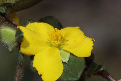 Hibbertia semipilosa, photographed by T. Hammer