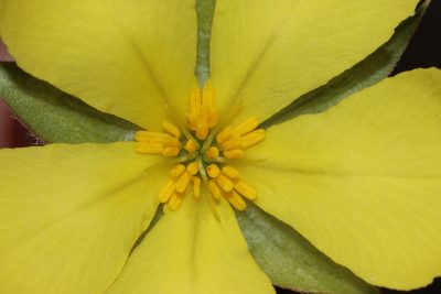 Hibbertia striata, photographed by T. Hammer