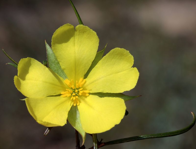 Hibbertia striata, photographed by T. Hammer