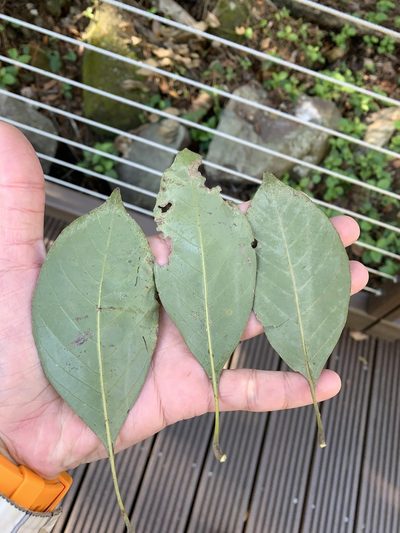 Lithocarpus taitoensis, photographed by 呂一起(Lyu yi-chi)