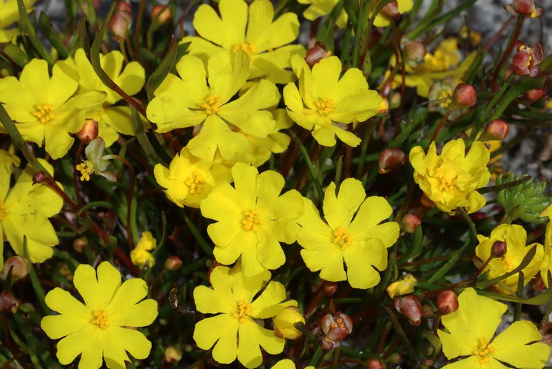 Hibbertia stellaris, photographed by T. Hammer