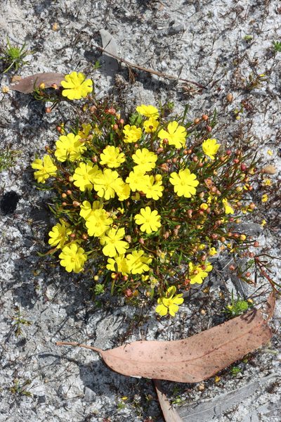 Hibbertia stellaris, photographed by T. Hammer