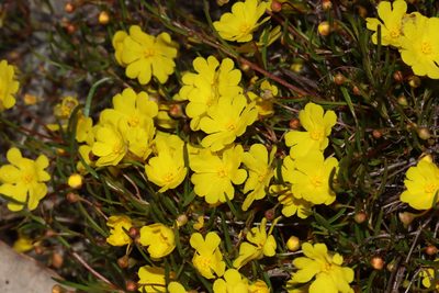 Hibbertia stellaris, photographed by T. Hammer