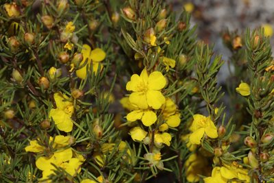 Hibbertia hemignosta, photographed by T. Hammer