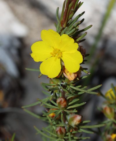 Hibbertia hemignosta, photographed by T. Hammer