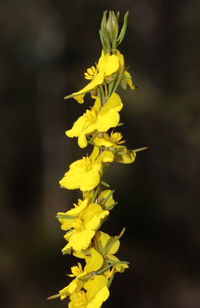 Hibbertia hemignosta, photographed by T. Hammer